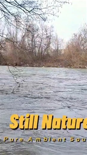 River & Birds Singing | Relaxing Nature Sounds