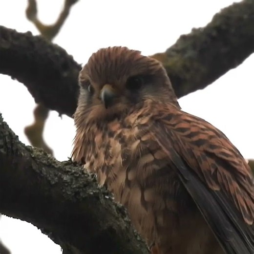 ⚡🦅 EXPLOSIVE TAKEOFF! Watch This Kestrel Launch! 💨