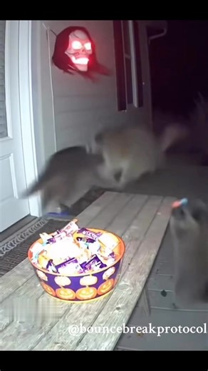 213K views · 3.7K reactions | A group of raccoons get quite the surprise while attempting a flash mob on some Halloween candy! 藍 | Bounce Break Protocol | Facebook