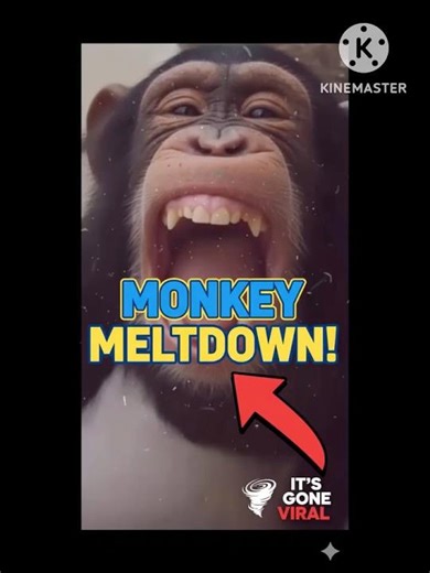 MONKEY Meltdown! 🌪️ Funniest Storm Freakout EVER (Viral Reaction)" #funny #shortscomedy #comedy