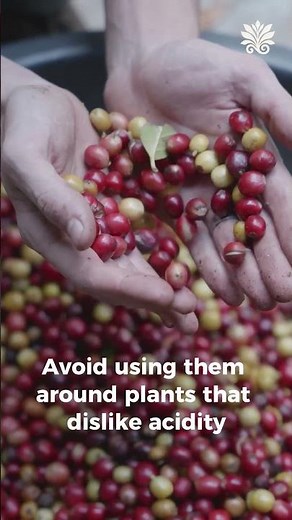 Stop Throwing Away Coffee Grounds — This Is How to Use Them in Your Garden!