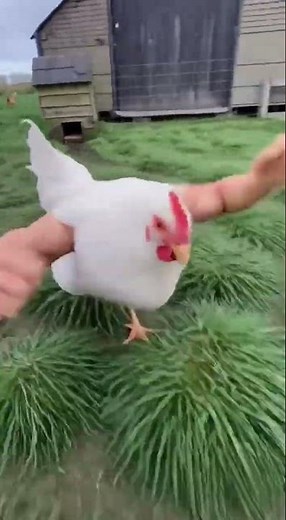 😂 MUSCLE CHICKEN RUNS FREE! (You won't believe its arms!)