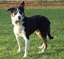Welsh Sheepdog - Alchetron, The Free Social Encyclopedia