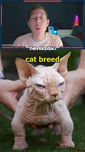 New experimental cat breed, XL Bully Cat, has people concerned. | TheFeedski