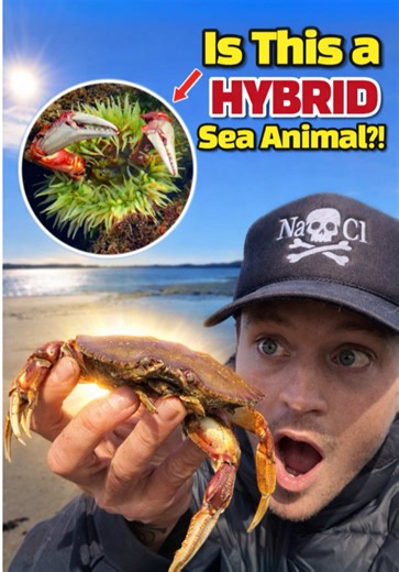 Anemones: The Sneaky Predators of the Sea