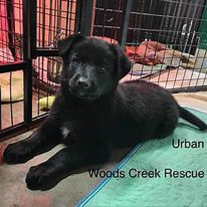 Silverton, OR - Labrador Retriever. Meet Urban a Pet for Adoption - AdoptaPet.com