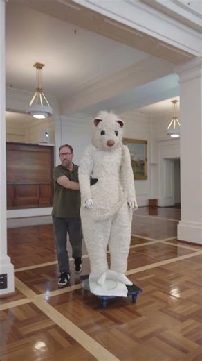 Meet our newest resident: white lemuroid ringtail possum costume created by Jan and Craig Harriss.