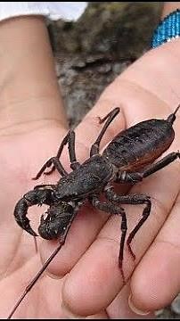 10 Bizarre Animal Behaviors You Won't Believe Exist!