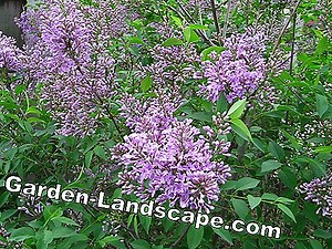 Plants: Indian Lilac: Plant, care & hibernate | 2025
