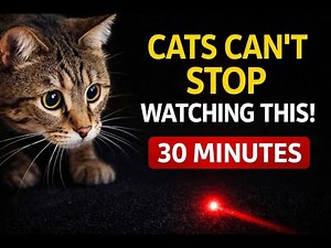 “This Laser Hypnotizes Cats | 30 Minutes Non-Stop Cat Focus”