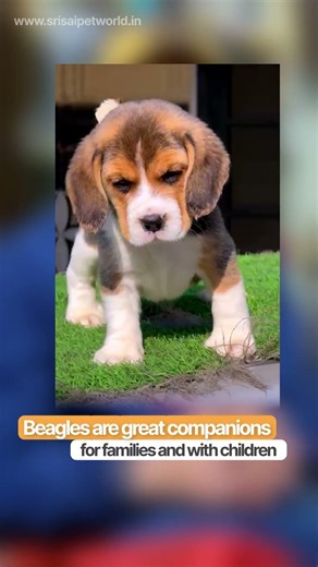 Are You Thinking of getting a Beagle Dog? #BeagleDog #BeagleLove #DogBreedInfo #BeagleLife