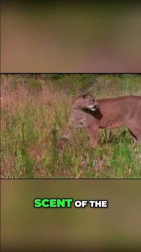 Cougar Hunts Deer & Armadillo | Nature's Brutal Survival