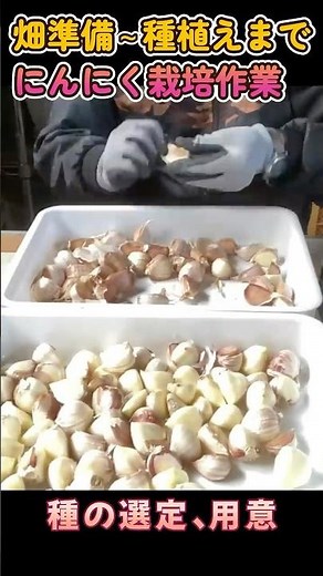 にんにく栽培～春からの畑の準備・畝作りから種の用意・種植えまでのショート動画：2024年版