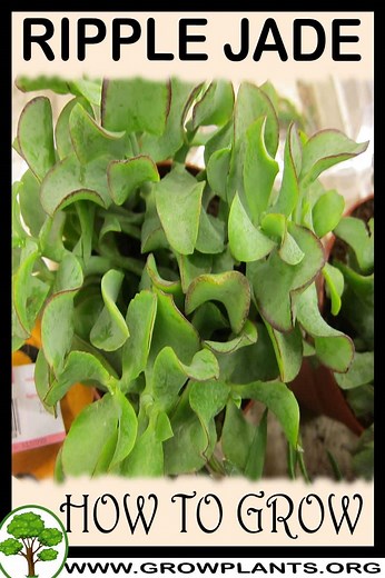 Ripple Jade - How to grow & care