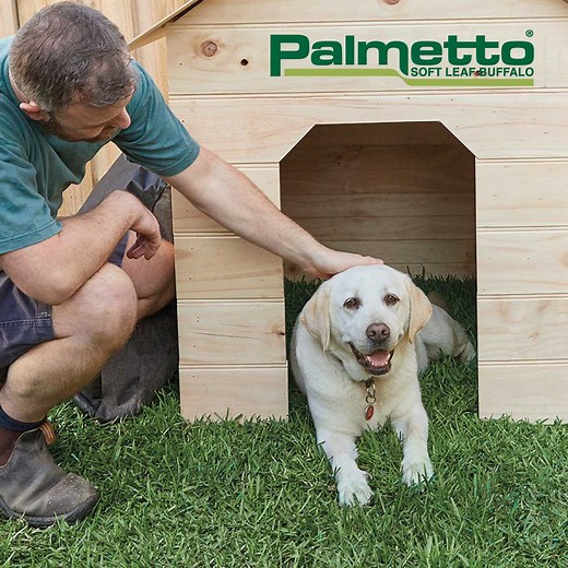 Palmetto® Buffalo Grass | Lawn Guide | myhomeTURF
