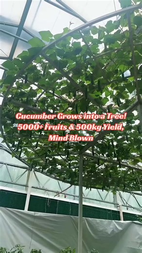 Cucumber Grows into a Tree: 5000 Fruits and 500kg Yield