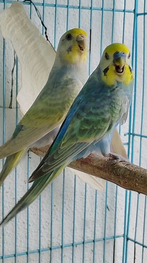 LOVEBIRDS PAIR- ல் ஒன்று இறந்தால் இன்னொன்றும் இறக்குமா? #rainbowbudgies #rainbowbudgiespairing #rainbowbudgiespairingtamil #rainbowlovebirds #erodebudgiesfarm #reels #trending #tamilreels #viral #fincheskrishna #birds | Finches Krishna