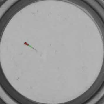 Tracking zebrafish larva performing an acoustovestibular escape response