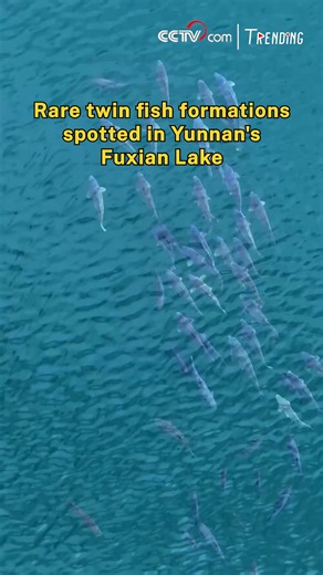 A rare spectacle unfolded at Fuxian Lake in Yunnan Province, where massive schools of black carp and carp aligned into striking formations beneath the clear blue surface. Experts say such "fish arrays" only occur under exceptional water and environmental conditions. The simultaneous appearance of both species highlights the pristine ecology of one of China's deepest freshwater lakes. #Trending #ChorusofLife | CCTV