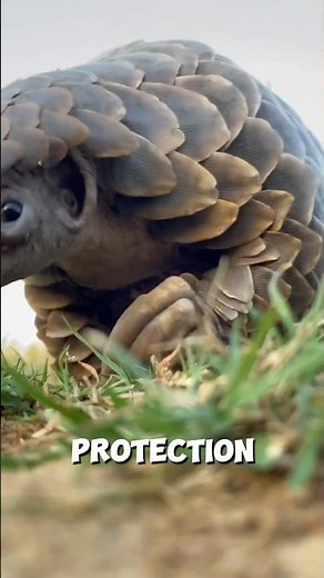 “Pangolin: The Armored Animal Fighting for Survival”