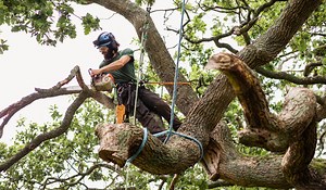 STIHL 019T Chainsaw: "Everyone is telling me to throw it away"