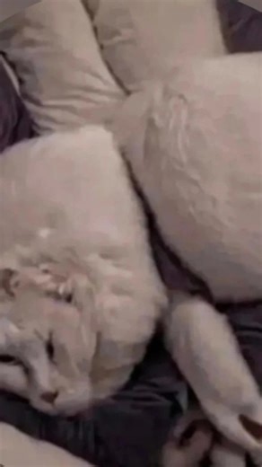 @sexy.phyxit1155 on Instagram: "☑️ Full video link in bio 🥵日本利用压电瓷砖将脚步转化为电能。这些瓷砖捕捉来自你脚步的动能。当你行走时，你的重量和动作会对瓷砖产生压力。瓷砖会轻微弯曲，从而产生机械应力。瓷砖内部的压电材料将这种应力转化为电能。每一步都会产生少量电荷，而数百万步结合在一起就能产生足够的电力来驱动 LED 灯、数字显示屏和传感器。在像涩谷车站这样繁忙的地方，每天大约有 240 万个脚步为这一系统作出贡献。这些电能可以被储存或立即使用，从而减少对传统电力来源的依赖，并支持可持续的城市基础设施。这种方法将日常运动转化为实用的可再生能源 #日本 #知识 #事实 #你知道吗 #推荐 #科技 #创新 #历史 #技术 #实验 #热门"