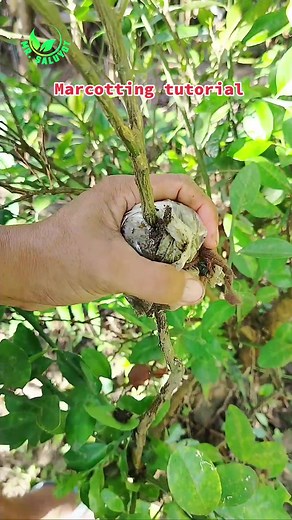 Para sa mga nais matuto kung papaano mag Marcotte? ito ang ginawa Kong tutorial para sa inyo #marcottingtutorials #marcottingtechniques #marcotting #paraan #tutorial #budding #grafting #treescloning #cloning #halaman #pagpaparami