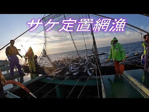 枝幸町サケ定置網