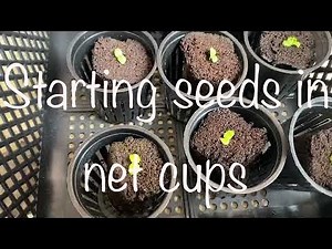 Starting Plants In Net Cups - Transplanting