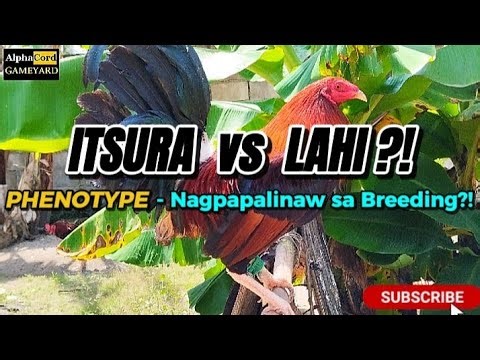 Ano ang Phenotype sa Breeding ng Manok. #manok #breedingtips #phenotype 