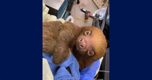 13 two-toed sloths donated to Central Florida Zoo from Sloth World Orlando