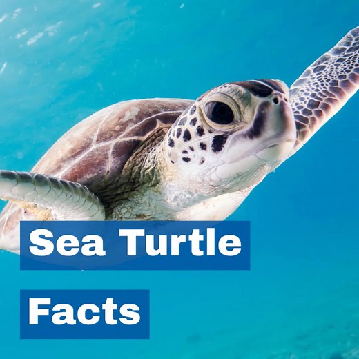 Sea Turtle Facts - Sea Turtles - NOAA Fisheries Video Gallery