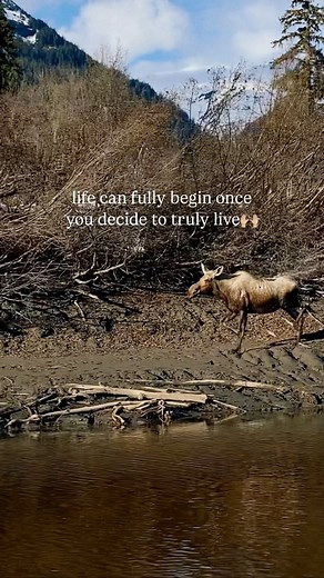 What better place to start truly living than in Alaska? 🏔️✨ Let us help turn your dreams into reality—call Anchor Properties at 907-772-3300 or stop by our office in 📍Petersburg, Alaska • • • vc @alaskankelsamae #alaska #realestateagent #realty #southeastalaska #anchorproperties #alaskarealestate #alaskarealtor #realestateagent #realtorofinstagram #realtorlifestyle | Anchor Properties