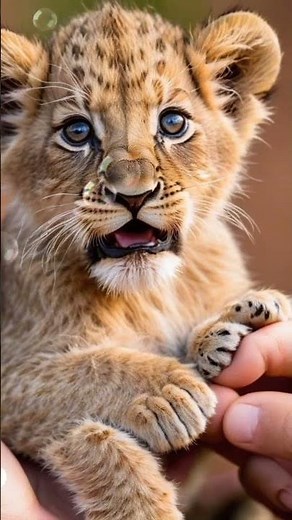 Tiger animation video 🐅🐯