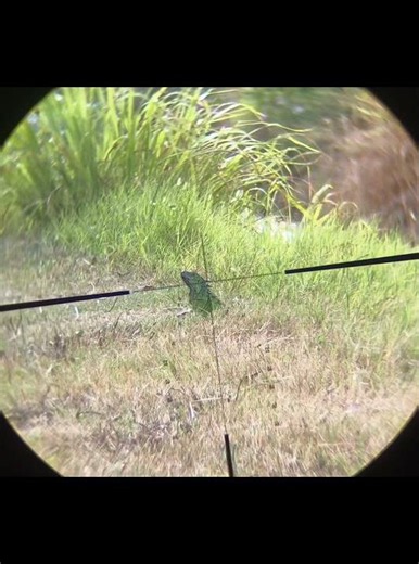 Got paid to hunt a Bunch of iguanas