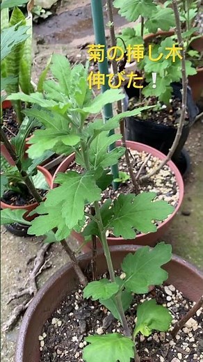菊の挿し木伸びた！