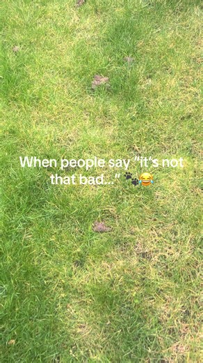 Clean Paws Wirral: Pet Services for Dog Owners