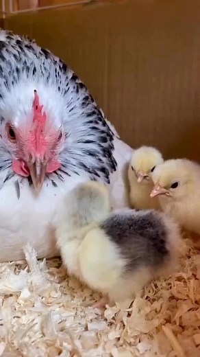 189K views · 10K reactions | Is it spring yet? #spring #winter #autumn #chicks #babychickensofinstagram #pet #chickens #chickensofinstagram #fluffy #babychicks #chickensaspets #cute #petchickens #chickenkeeping #cute animals #beautiful #petsofinstagram #pethens #happyhens #perfect #love #raisingchickens #baby #babyanimals #cutebaby #mother #motherhood #chickensofig #chicken #backyardchickens | Eggs and Fluff | Facebook