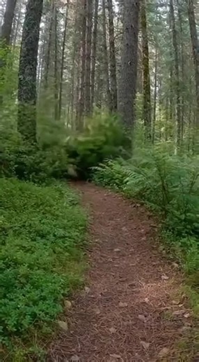 A hiker's chest-mounted GoPro captures the heart-stopping moment a massive bear emerges from the bushes just meters away on a narrow forest trail. The hiker freezes as the bear locks eyes with the camera, before finally turning away and disappearing back into the wilderness.