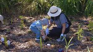 Tree planting program - NBN News
