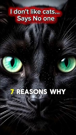 Are Cats The Best Pet?