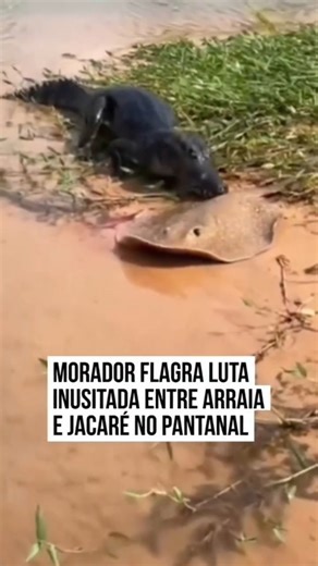 O Juruá em Tempo | 🫢 Durante visita a região do Caronal, no Pantanal, um morador flagrou um embate inusitado entre uma arraia e um jacaré. No objetivo de... | Instagram