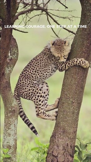 LEOPARD CUB’S FIRST BRAVE JUMP | African Wildlife | 4K ULTRA HD