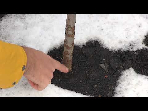 Using Gift Wrap Tubes to Protect Young Trees!