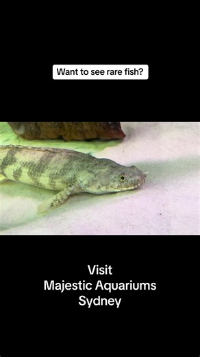 #rare #fish #aquarium #tropical