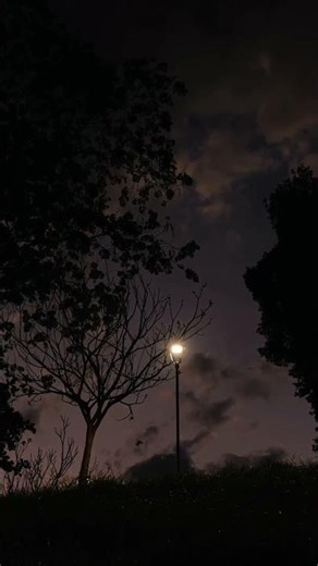 Pure night calm 🌙 Crickets singing under the stars Close your eyes and breathe #nature #cozynights