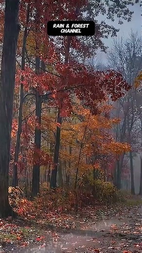 Gentle Rain Sounds for Sleeping 🌧️ Light Rain in Moonlight Forest #rain #rainsoundsforsleeping
