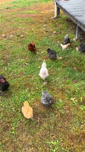 My favorite mini chicken crew | Bloom Farm Stand