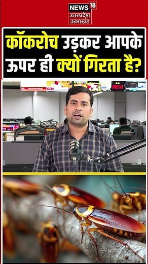 Science Behind Flying Cockroaches: कॉकरोच हमेशा आपके ऊपर ही क्यों उड़कर गिरता है? The Scary Truth!