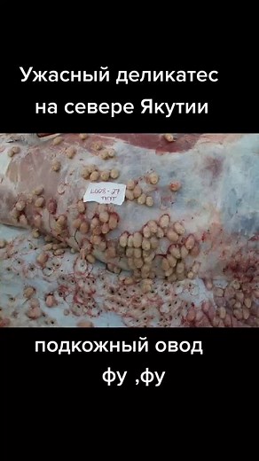 Cooking Larvae: Traditional Rustic Recipes